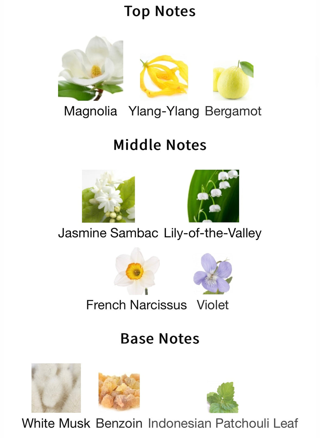 Latin Lover Eau de Parfum